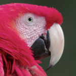 bcom et EVS s’associent pour améliorer la qualité d’image © The Explorers