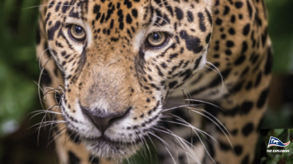 ATEME and The Explorers to Launch the First OTT Channel Promoting VVC © DR