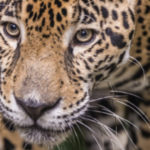 ATEME and The Explorers to Launch the First OTT Channel Promoting VVC © DR