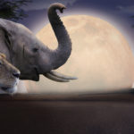 L'autre loi de la jungle © ZED 2021